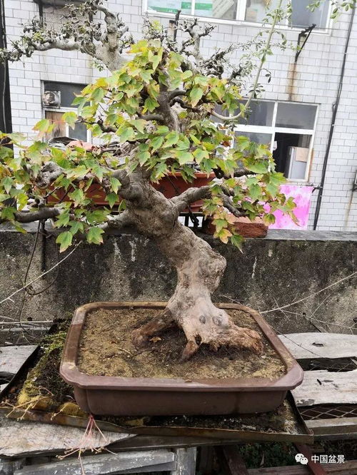 老驥伏櫪寫(xiě)春秋